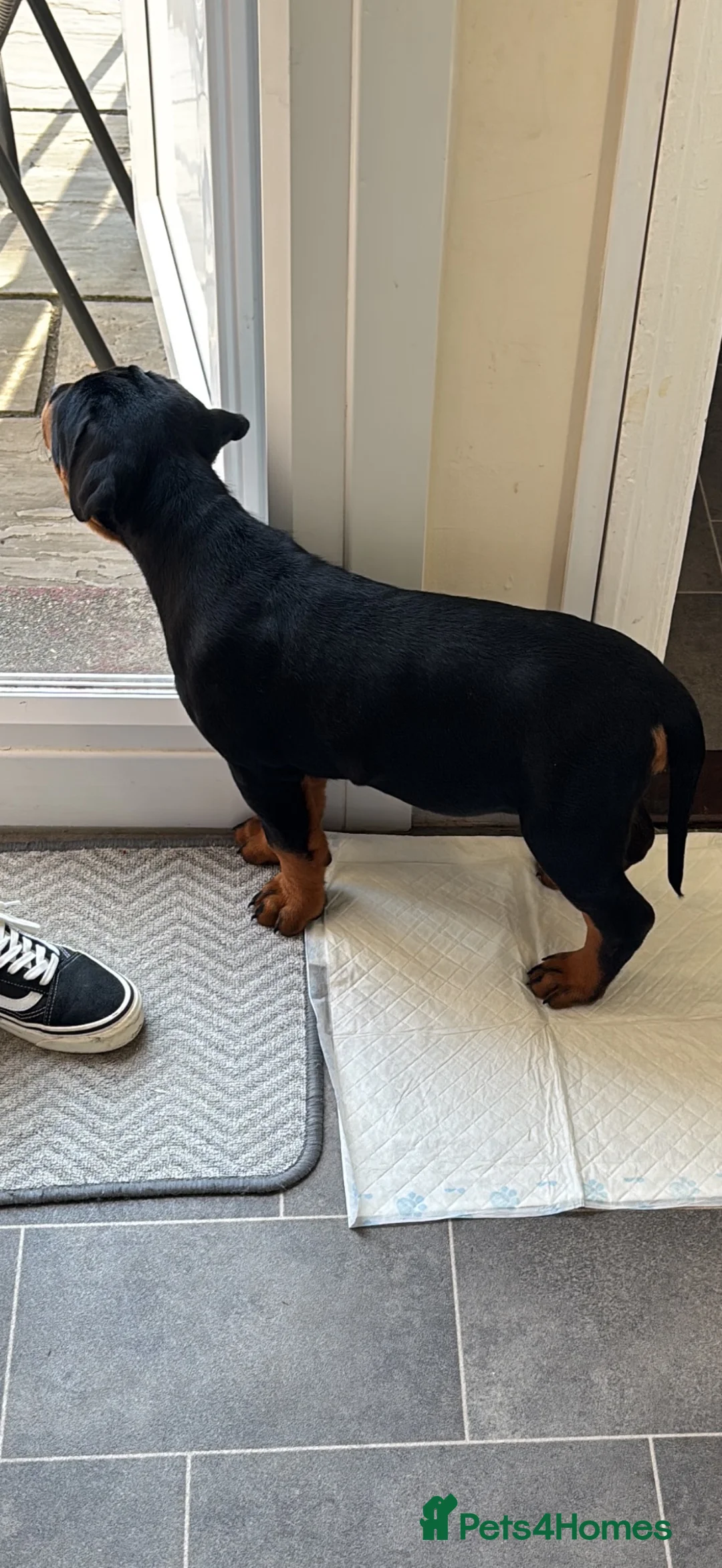 Rottweiler dogs for sale: Beautiful KC Registered Rotweiller Female - Advert 2