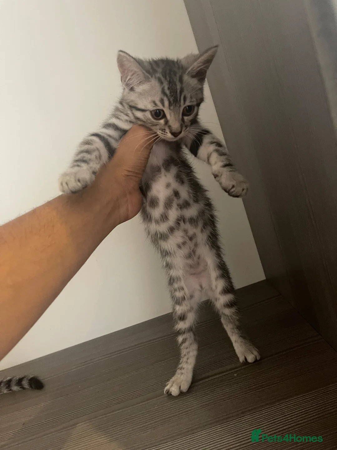 Bengal cats for sale: Silver bengal kitten - Advert 2