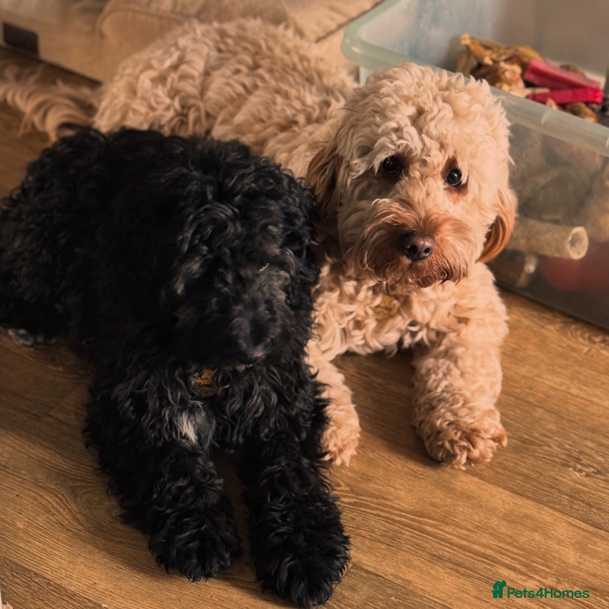 Cockapoo dogs Ruby and Rosie  - Advert 1