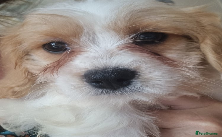 Cavapoo dogs - Advert 2