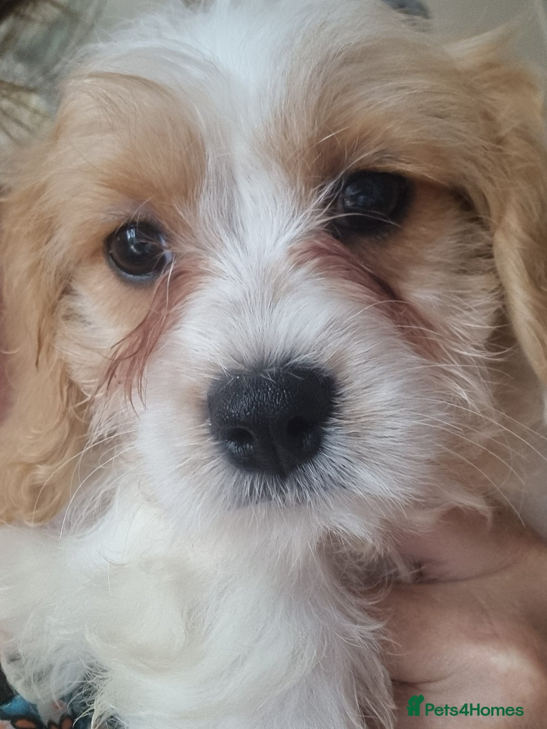 Cavapoo dogs for sale: Fluffy Bundles of Love Looking for Forever Homes! - Image 1