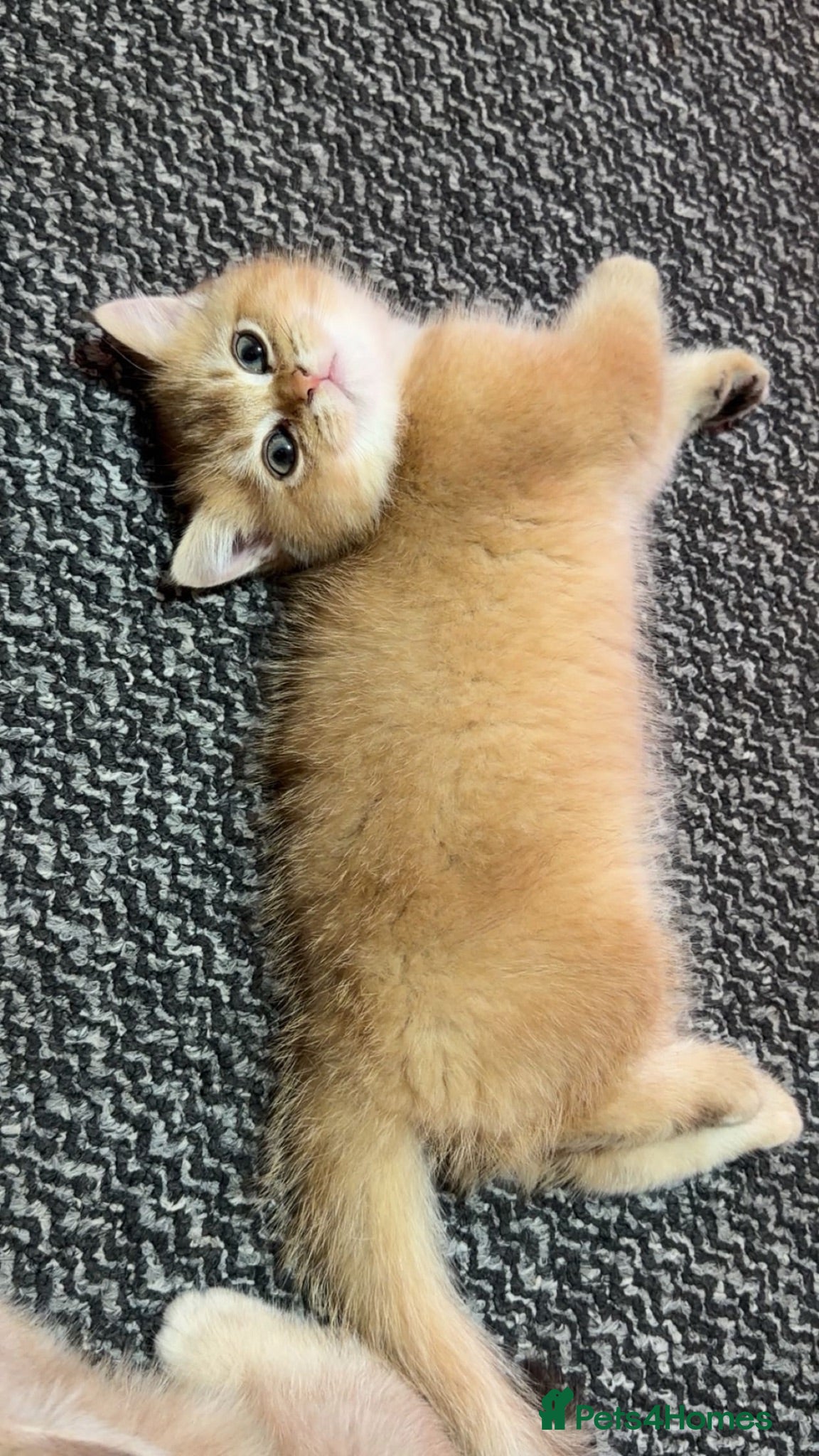 British Shorthair cats Purebred Golden British Shorthair cats - Advert 2