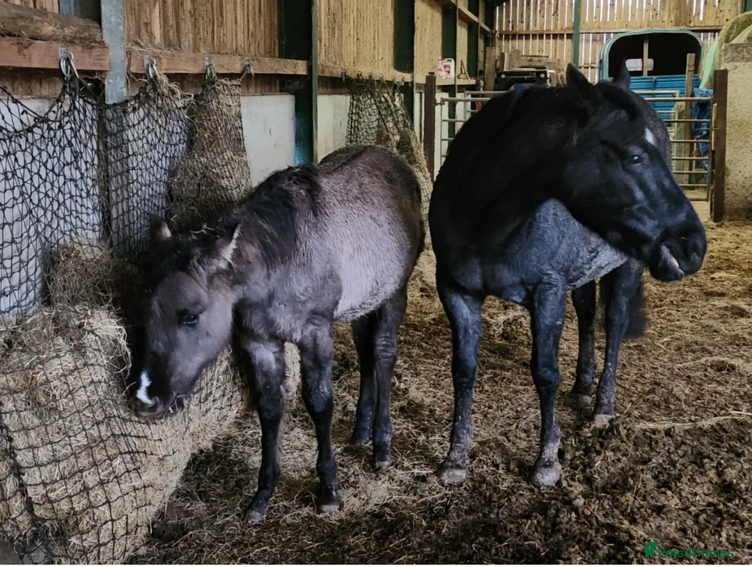 American Quarter horses for sale: Striking Colt foal - Advert 3