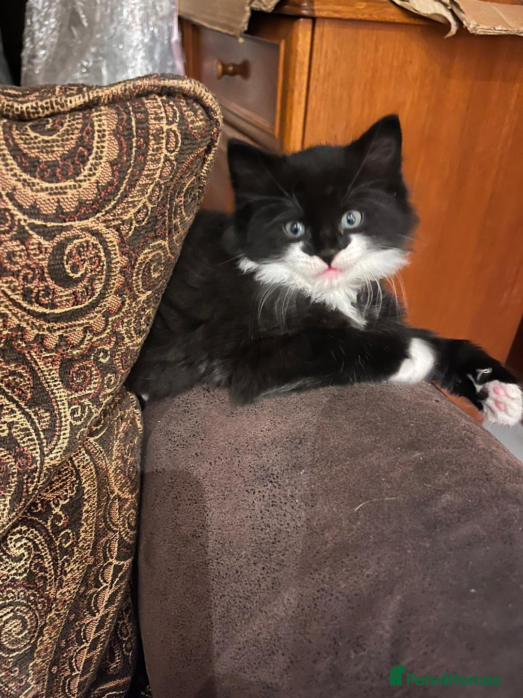 Mixed Breed cats for sale: Cats for sale - Image 3