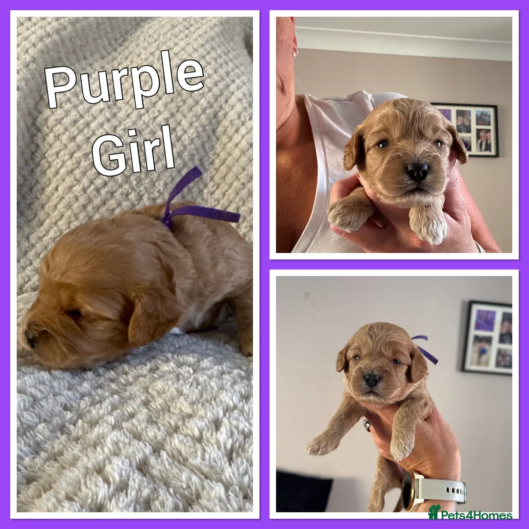 Cavapoo dogs for sale: Fully health checked, family raised Cavapoos - Advert 26