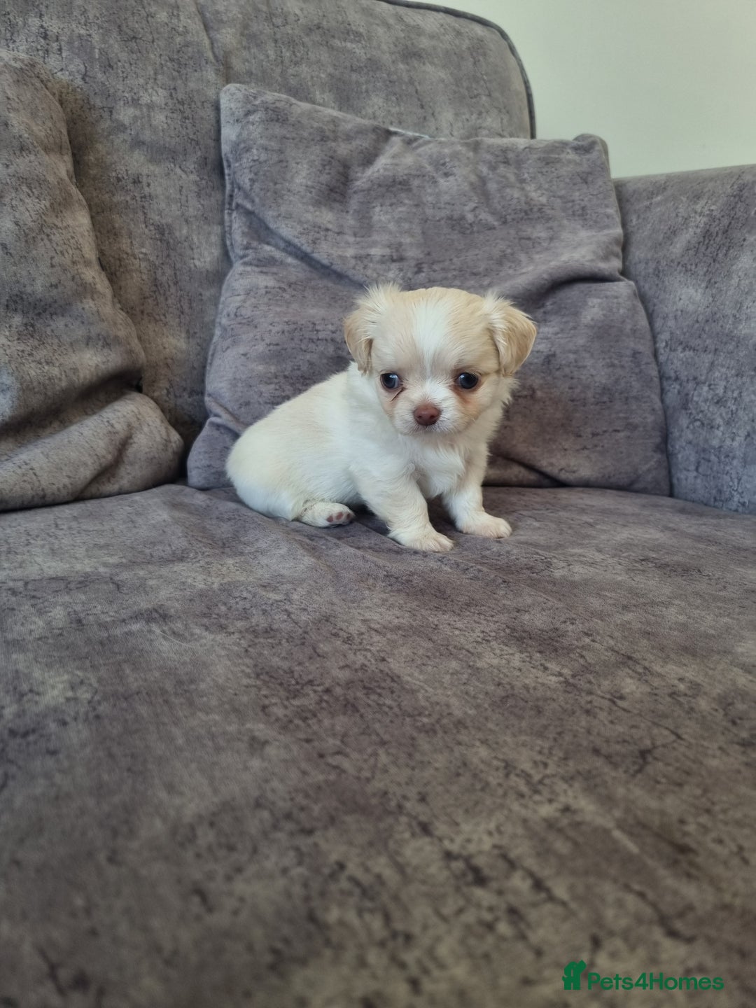 Chihuahua dogs for sale: Stunning Russian lines, Long haired Chihuahuas  - Image 11