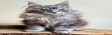 Maine Coon 1