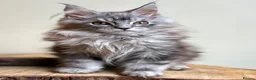 Maine Coon cats for sale: Beautiful Maine coon kittens - Advert 24