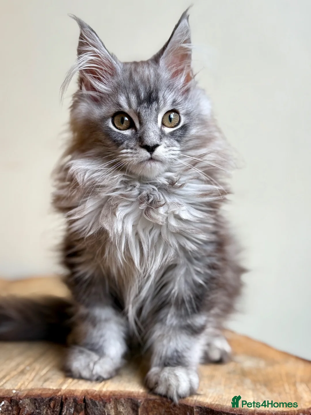 Maine Coon cats for sale: Beautiful Maine coon kittens - Advert 24