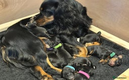 Cockapoo dogs for sale: •F1B Cockapoo Pups - Black & Tan - Ready 19th Dec• - Image 19