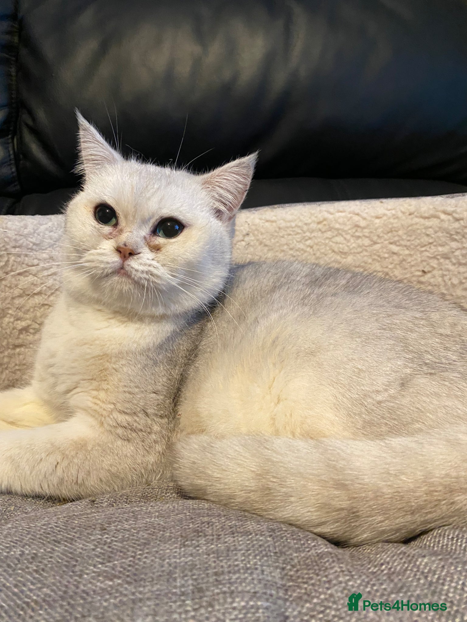 British Shorthair cats Snowy  - Advert 9