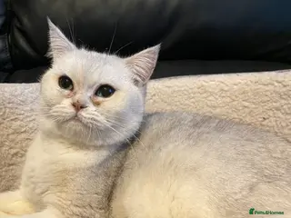 British Shorthair cats Snowy - Advert 9