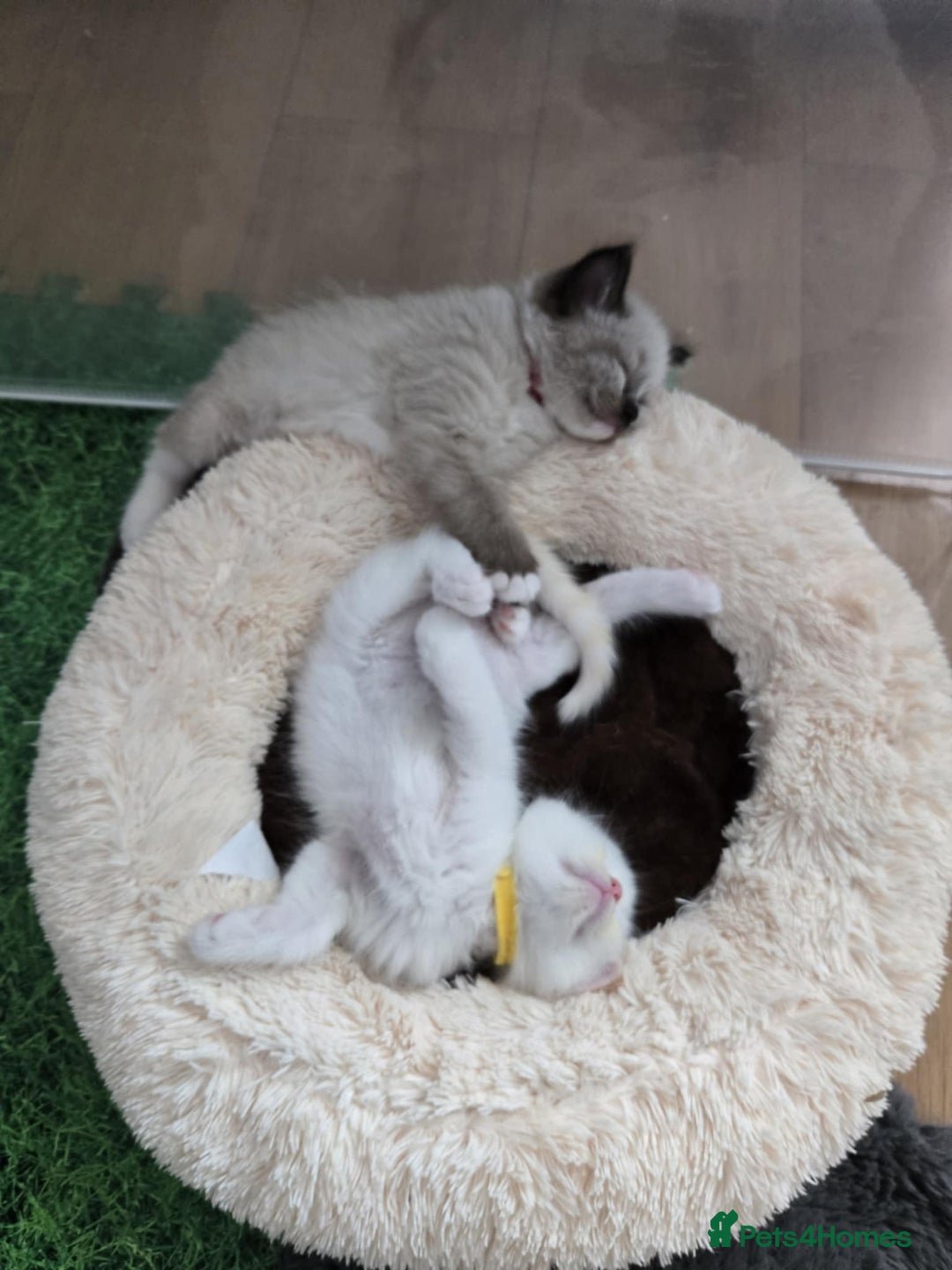 Ragdoll cats for sale: Pure ragdoll kittens for sale - Image 6