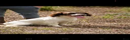 Sproodle dogs for sale: Sproodle pups - Advert 1