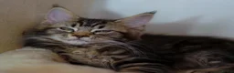 Maine Coon cats for sale: Gorgeous pure breed Mainecoon kittens ready now - Advert 19