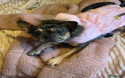 French Bulldog dogs for sale: Blue and tan merle girl for sale  - Image 3