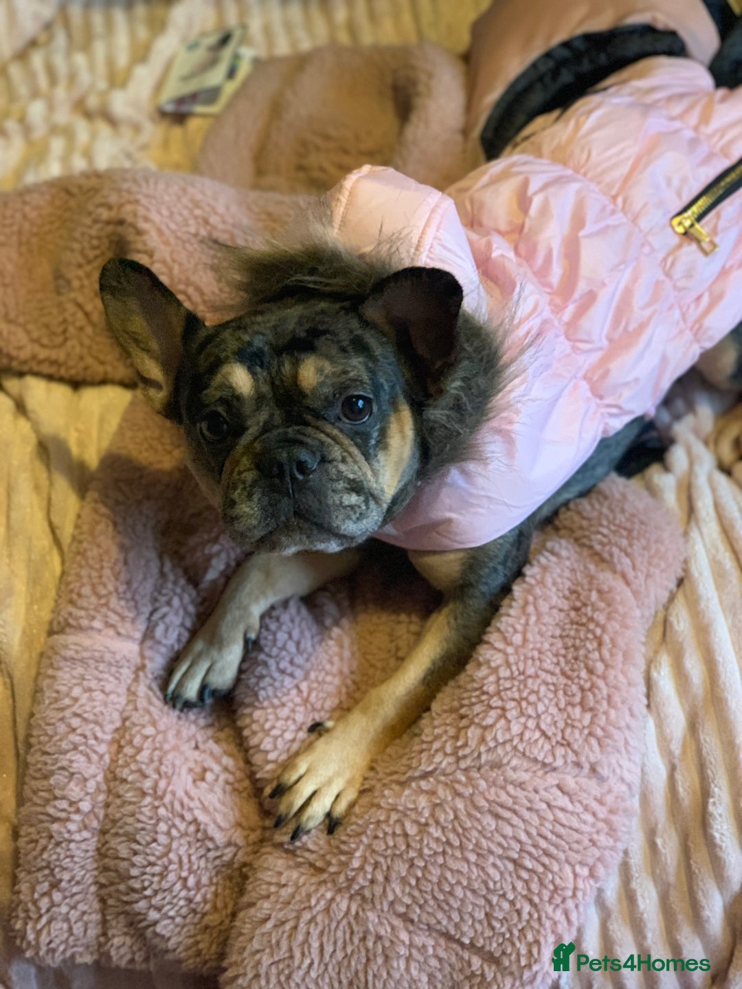 French Bulldog dogs for sale: Blue and tan merle girl for sale  - Image 3