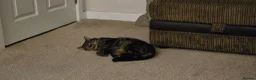 Mixed Breed cats for sale: Tiffany needs a new home - Advert 5