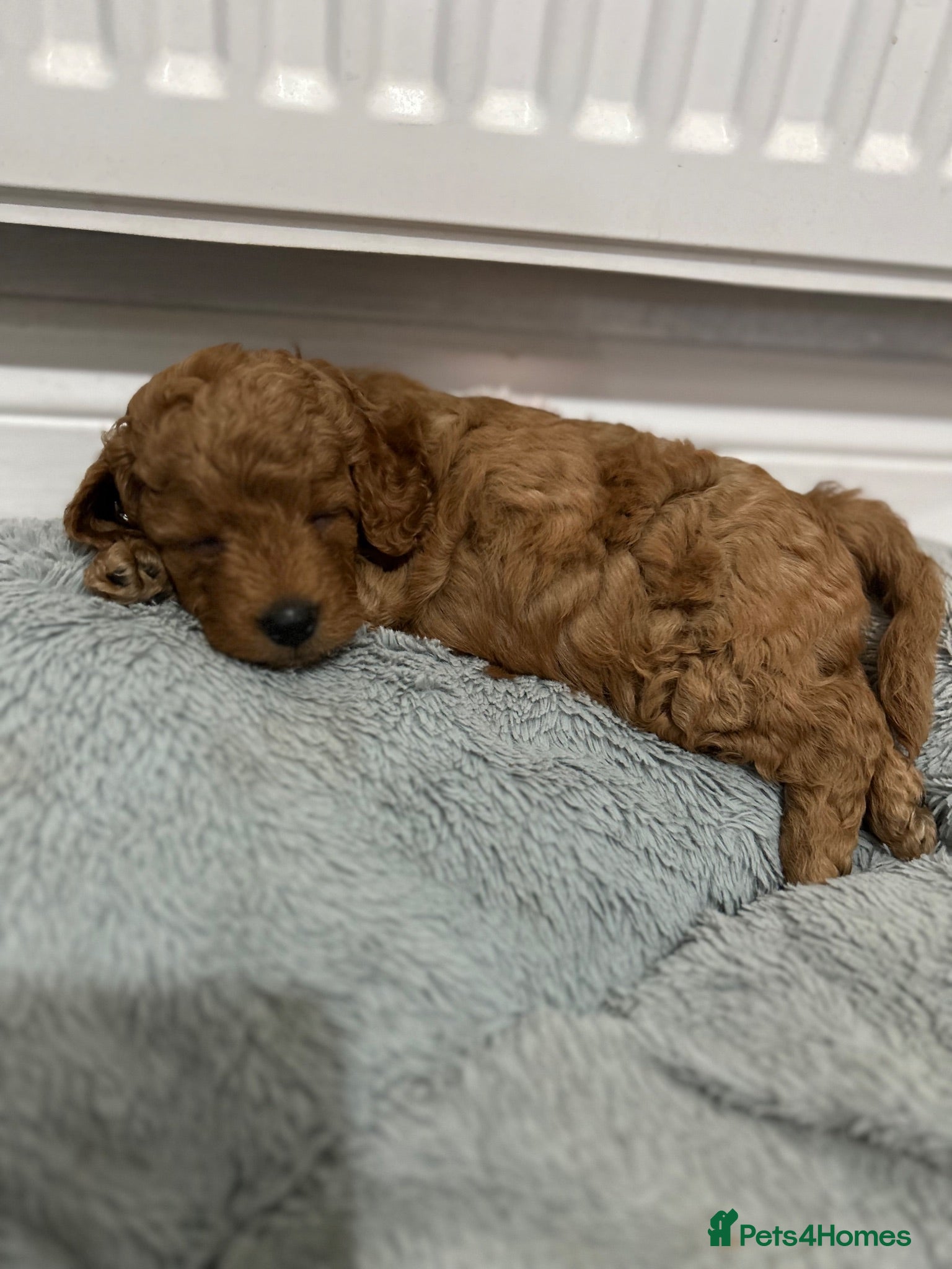 Cockapoo dogs Cockapoo Pups Health Tested Parents - Advert 2