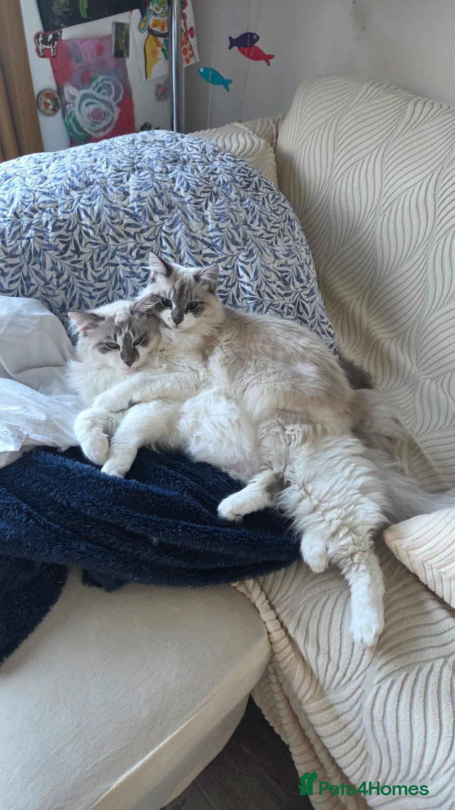 Siberian cats for sale: Lovely Siberian Male  in Cambridge - Advert 4