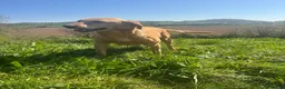 Goldador dogs for sale: Gorgoeus Goldador’s Health tested  - Advert 7