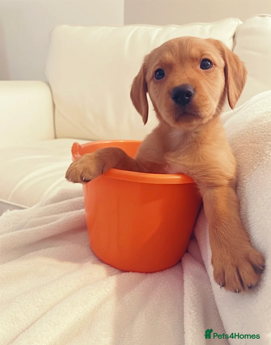 Cockerdor dogs for sale: Beautiful cockerdor puppy needs his forever home!  in Gillingham - Advert 5