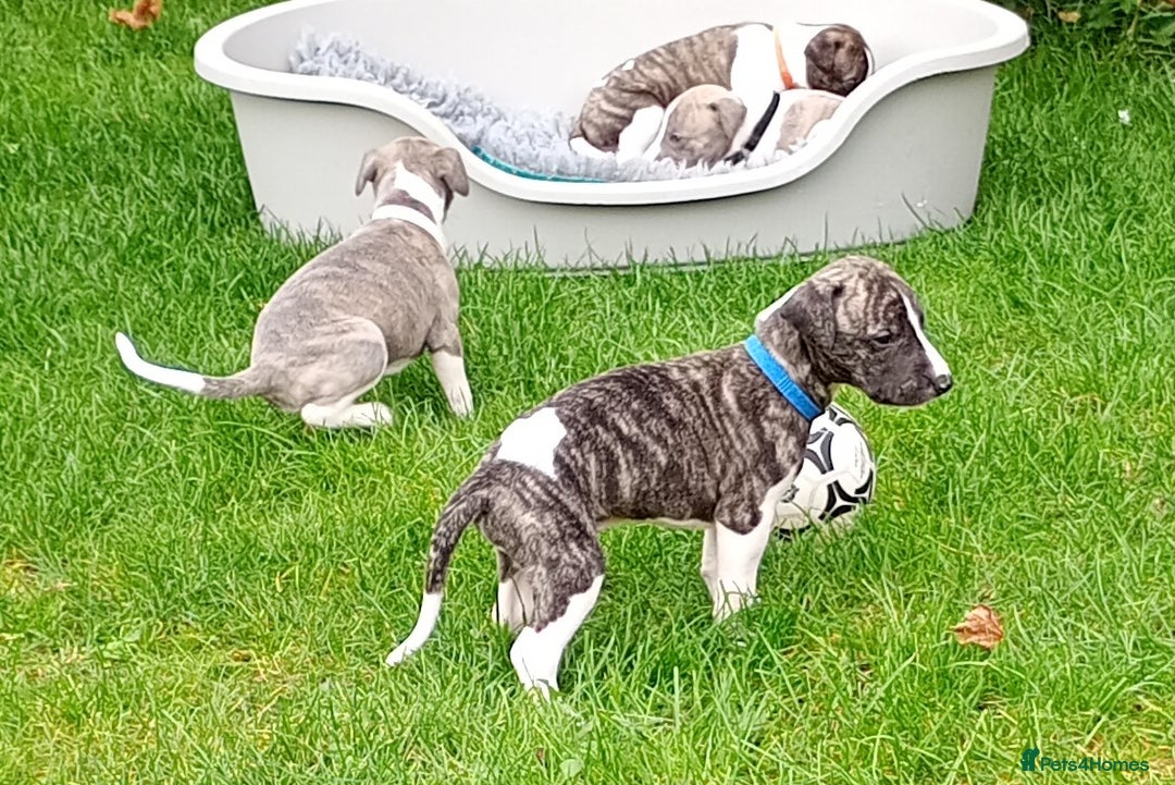 Whippet dogs for sale: Quality KC reg Whippet Puppies - Image 5