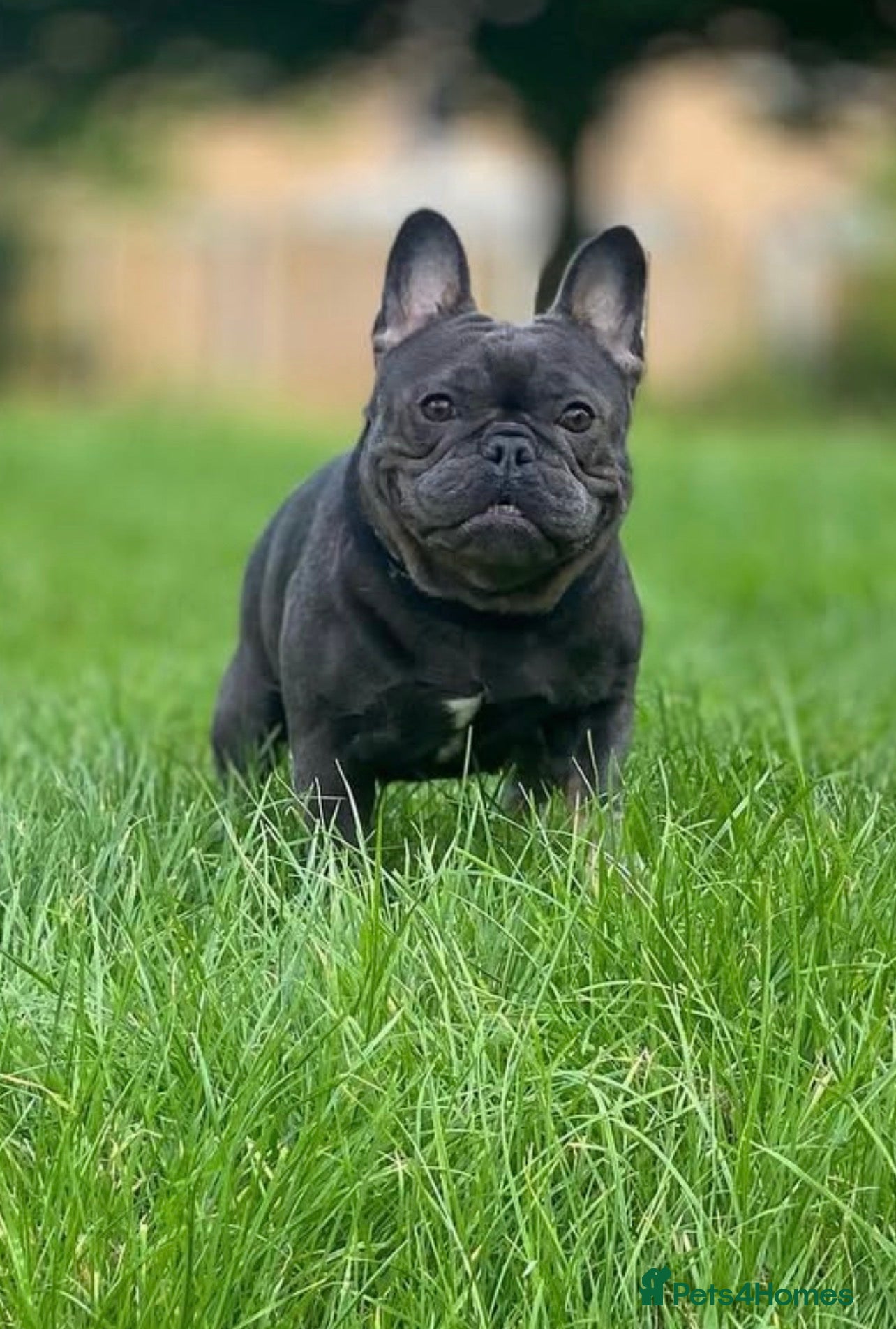 Mixed Breed dogs French bulldog Shih Tzu  - Advert 2