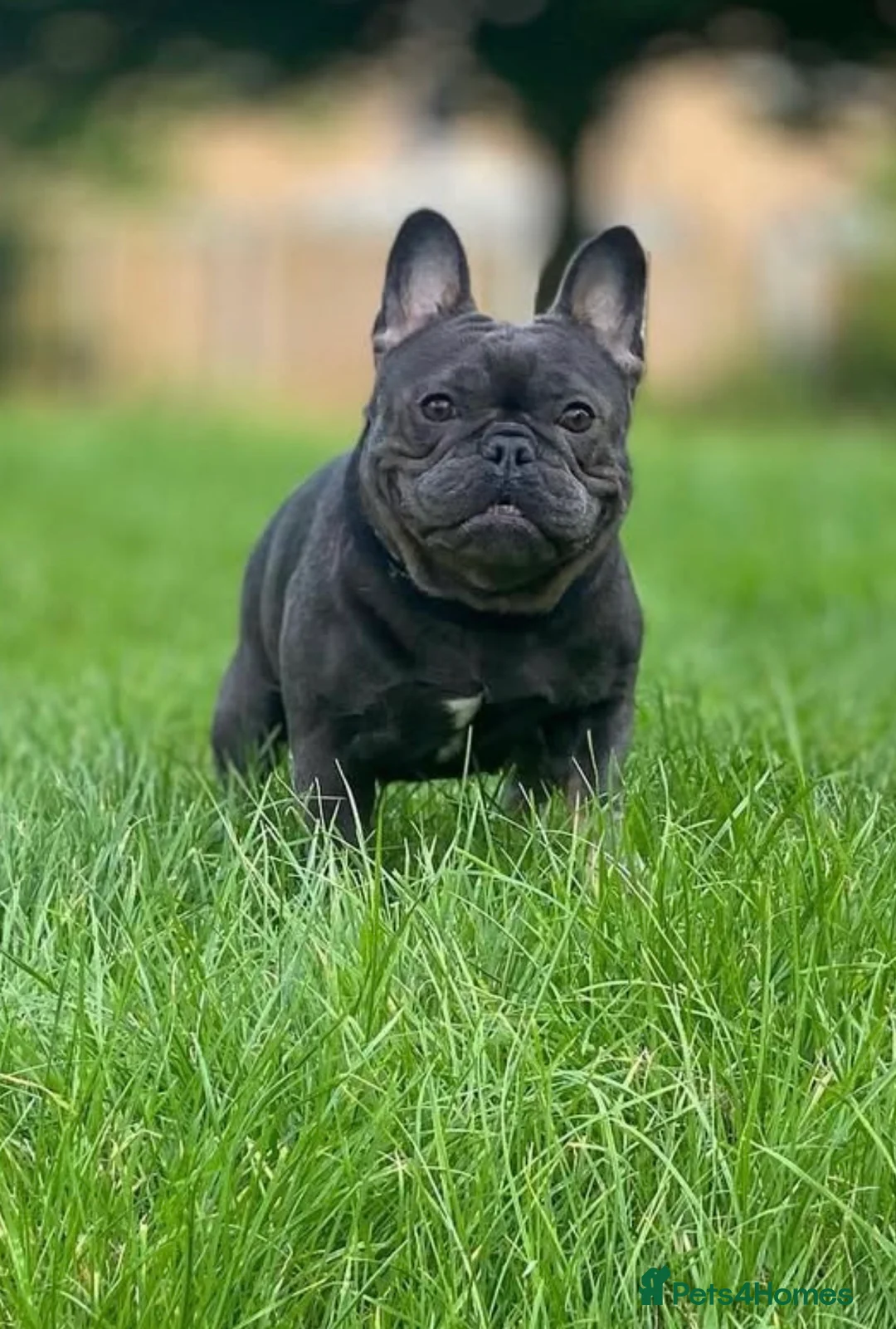 Mixed Breed dogs for sale: French bulldog Shih Tzu  - Advert 2