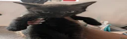 Mixed Breed cats for sale: Playful Kittens Ready for Loving Homes in Milton Keynes - Advert 9