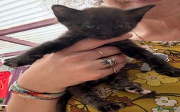 Devon Rex cats for sale: Adorable first generation permitted outcross - Image 5
