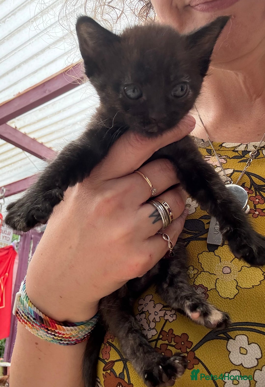 Devon Rex cats for sale: Adorable first generation permitted outcross - Image 5