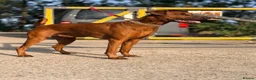 Mixed Breed dogs for sale: Working Dobermann cross  in Ramsgate - Advert 4
