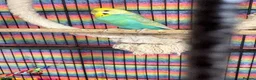 Budgerigars birds for sale: Baby Budgies’s for sale - Advert 17