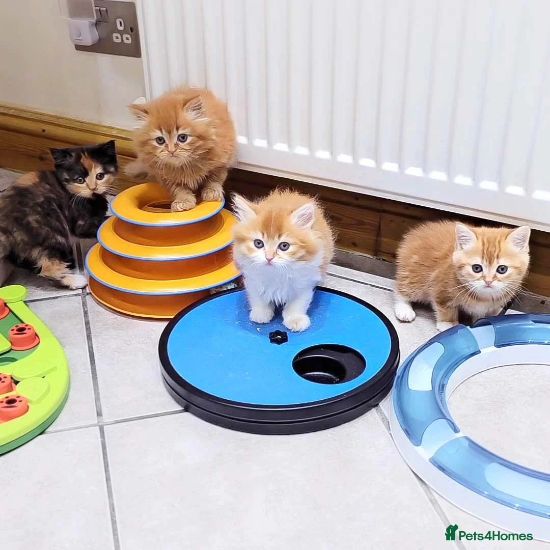 British Shorthair cats for sale: Last Available Calico Girl – Unique & Sweet Nature - Advert 12