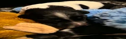 English Springer Spaniel dogs for sale: KC Registered Litter-Fully Health Tested Parents   - Advert 6