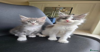 Maine Coon cats - Advert 10