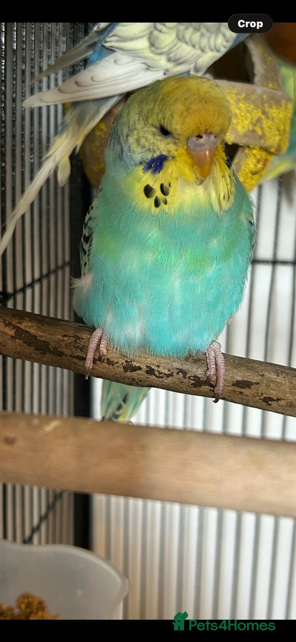 Budgerigars birds Budgies - Advert 2