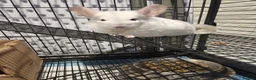 Chinchilla rodents for sale: ❄️Beautiful Pink White Chinchilla with Red Eyes❄️ - Advert 8