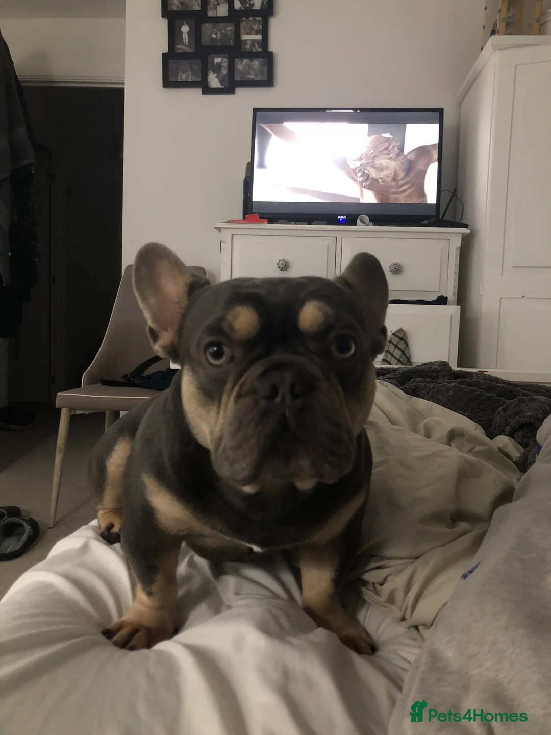 French Bulldog dogs for stud: French Bulldog to stud out in Derby - Advert 14