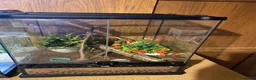 Gecko reptiles for sale: Baby Crested Gecko and Full set up - Advert 5