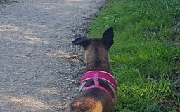 Belgian Shepherd Dog dogs for sale: Belgium malinois 5mnths. - Image 2