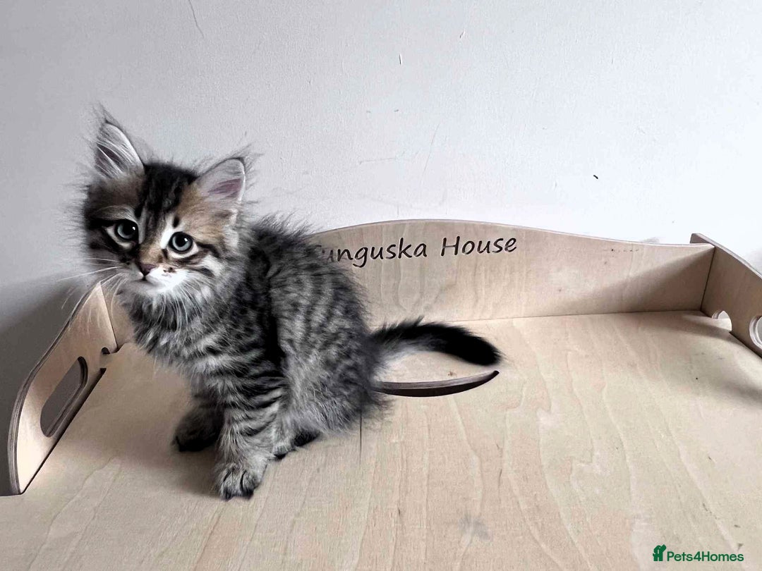 Siberian cats for sale: Beautiful purebred Siberian kittens-Hypoallergenic - Image 16