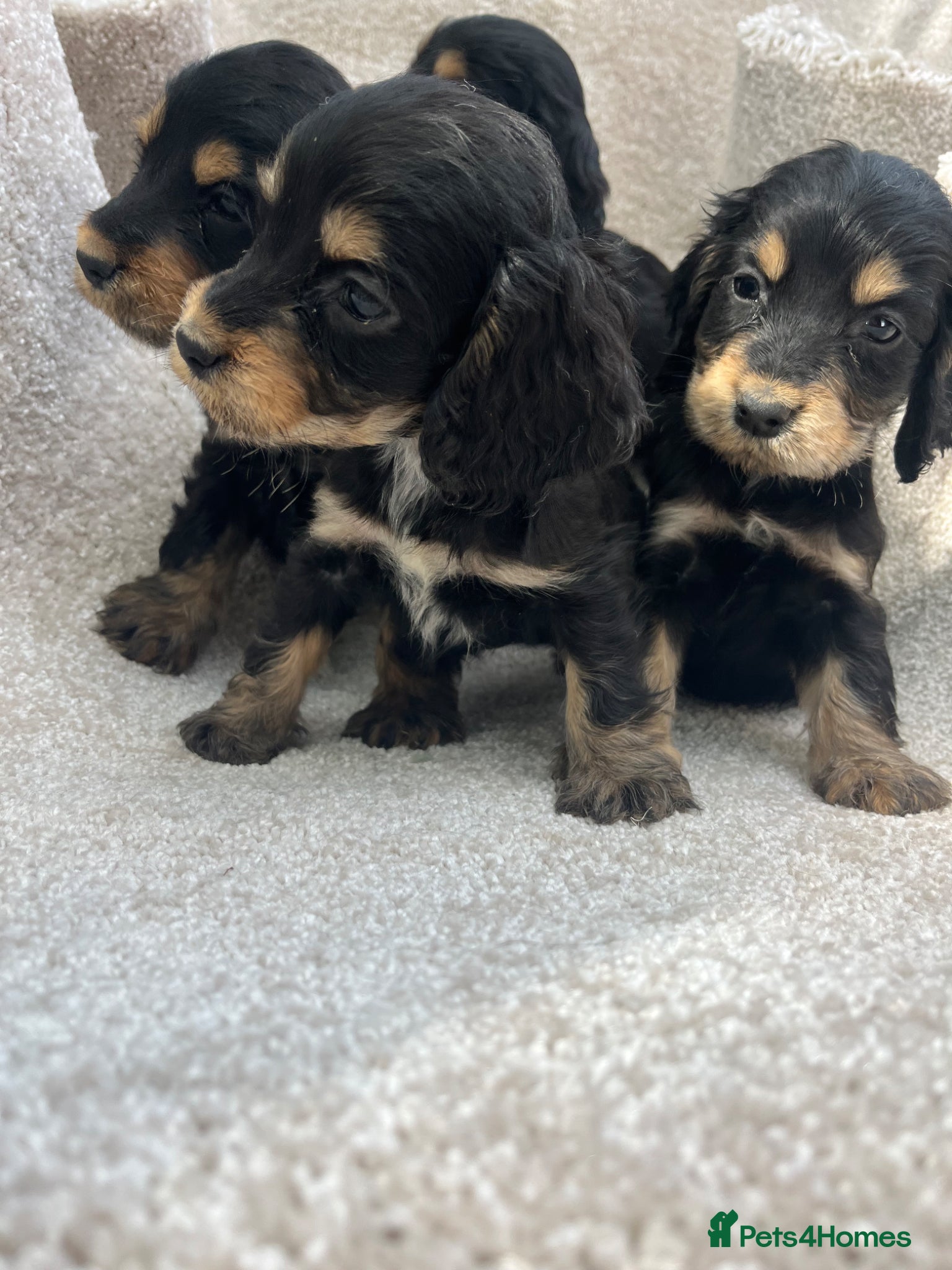 Cocker Spaniel dogs Exquisite Show Type cocker spaniel  - Advert 2