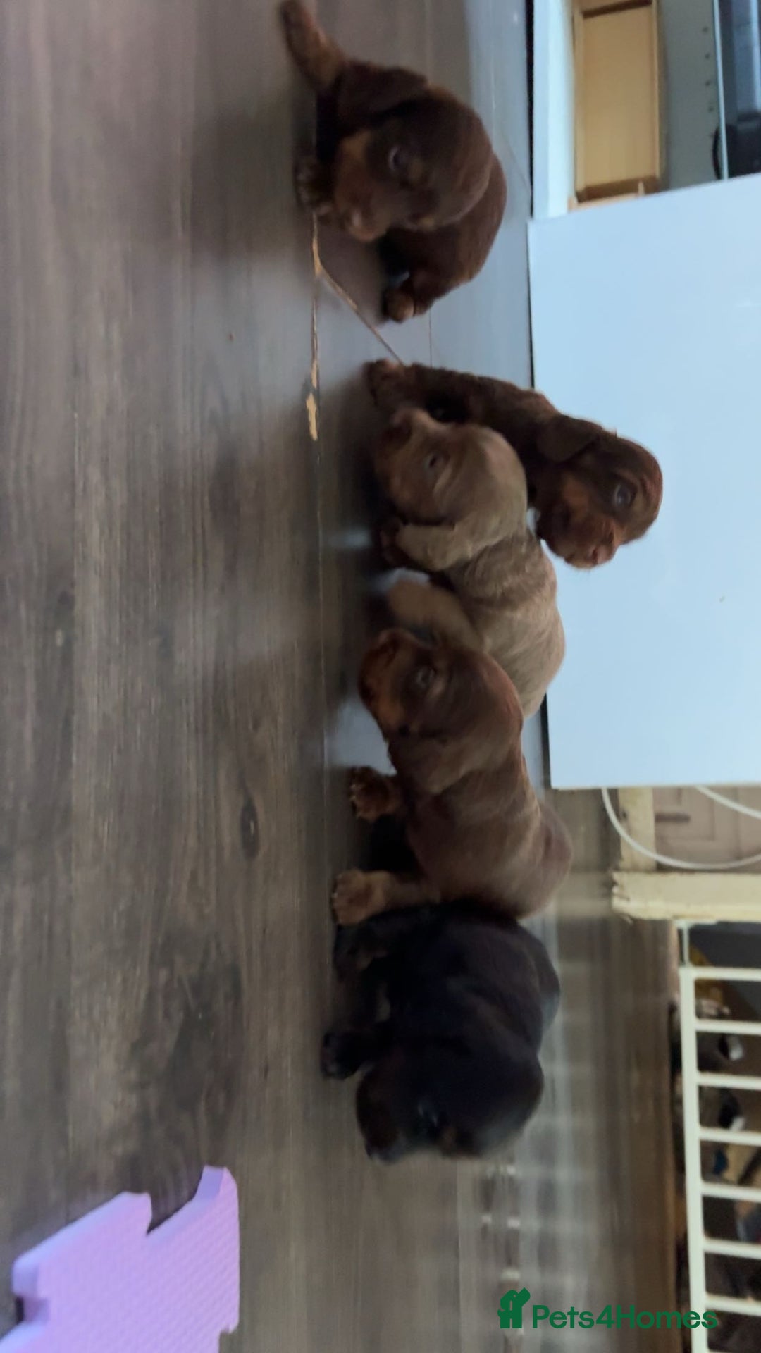 Dachshund dogs for sale: Long haired dachshund  - Image 4