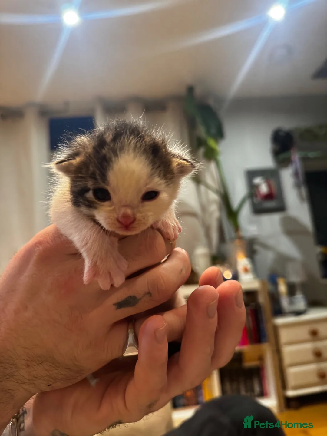 Mixed Breed cats for sale: GORGEOUS TABBY AND WHITE KITTENS - Advert 19