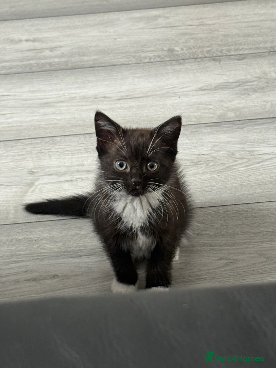 Mixed Breed cats for sale: Beautiful Black/Dark Brown Tabby Girl - Advert 2