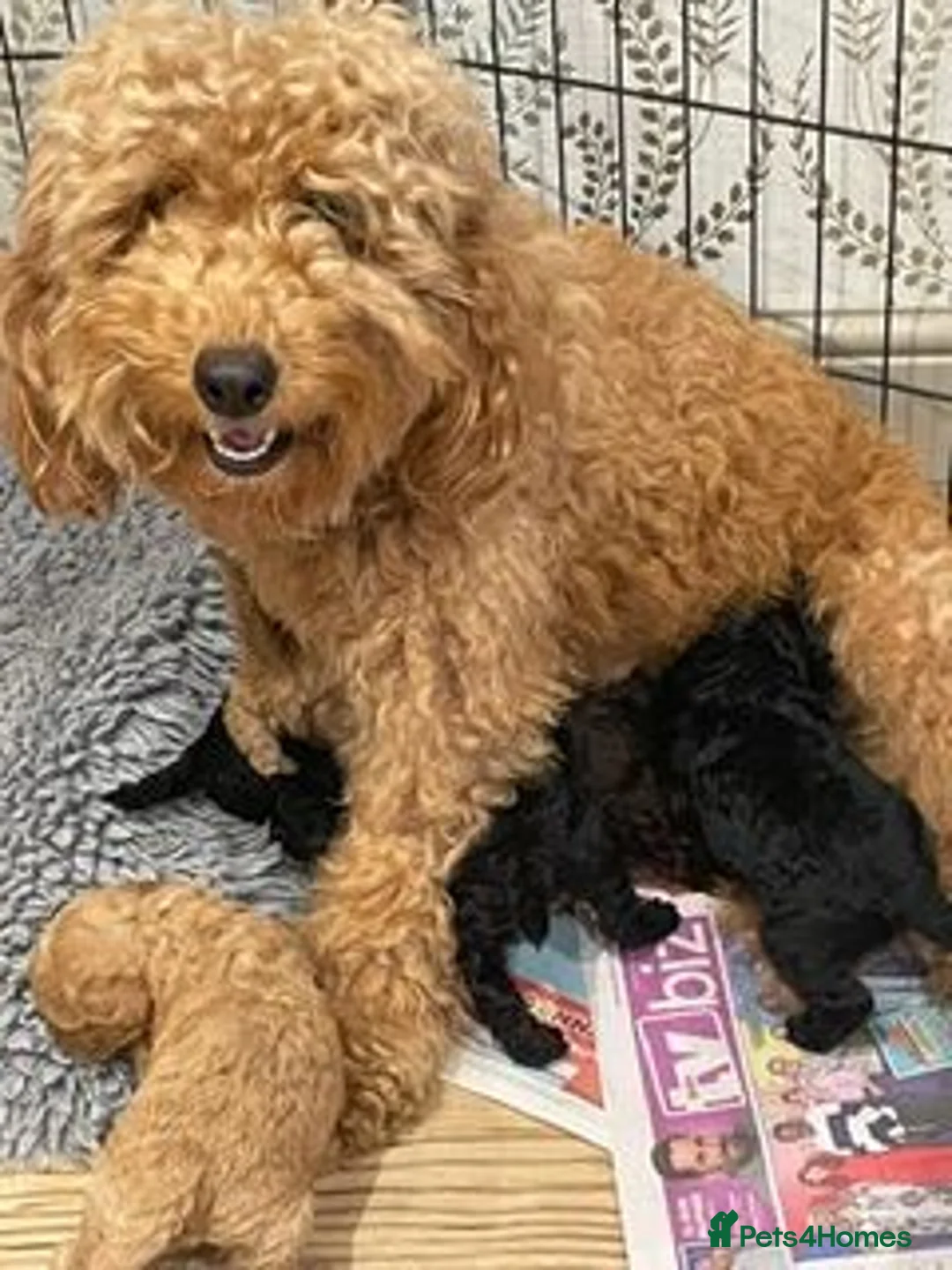 Labradoodle dogs for sale: f3 miniature labradoodles puppies in Chard - Advert 1
