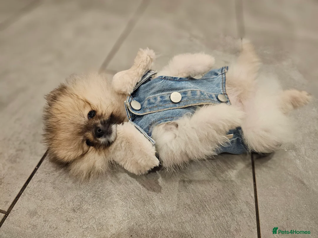 Pomeranian dogs for sale: Laura - Advert 5
