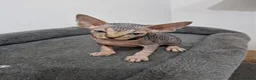Sphynx cats for sale: Beautifull Tica sphynx kittens - Advert 31